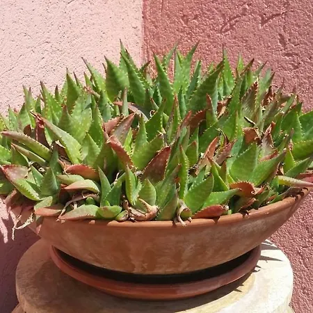 Semesterbostad Casa Oleandro